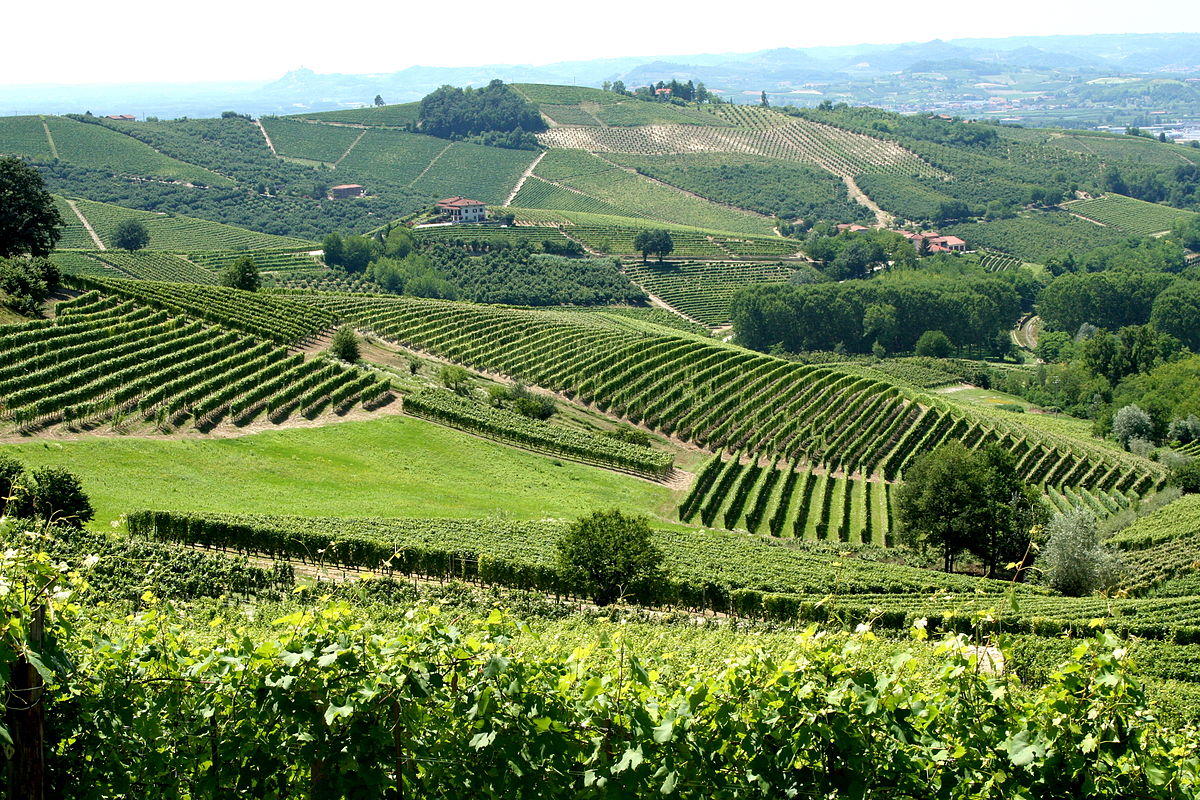 1200px-Vineyards_in_Piemonte,_Italy